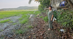 Ruộng đồng bỏ hoang vì nhiễm mặn