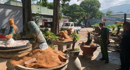 Phạt tiền và tịch thu 42 cây mai vàng không rõ nguồn gốc tại Côn Đảo