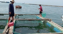 Người dân Lý Sơn điêu đứng vì 60 tấn cá bớp chết bất thường