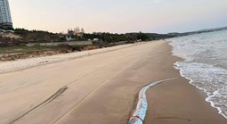 Thêm cá mái chèo dài 3,5 m dạt vào bờ biển Lâm Đồng, người dân tổ chức an táng 