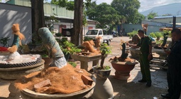 Vụ 42 cây mai vàng không rõ nguồn gốc: Hạt Kiểm lâm Côn Đảo thông tin chính thức