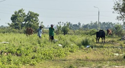 Dự án khu dân cư 186 tỉ "mắc cạn" bên sông Vệ gần chục năm