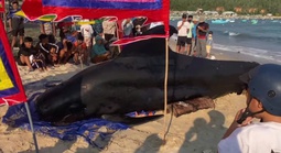 Cá Ông nặng 2 tấn dạt vào bờ biển Vịnh Hòa, người dân 3 lần đẩy ra biển nhưng bất thành 
