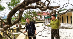 Cây cảnh muội hồng chết khô sau khi kiểm lâm thu giữ