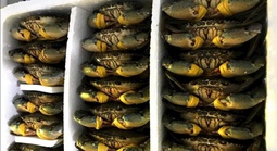 Cua biển Cà Mau tăng hơn 100.000 đồng/kg dịp lễ 30-4 và 1-5