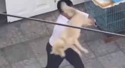 TPHCM: Xác minh clip người đàn ông đánh shipper vì bị từ chối... cắt lông chó