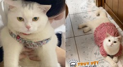 Cô gái ở TPHCM cầu cứu tìm mèo lạc, hứa hậu tạ 10 triệu