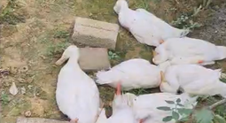Vịt chết hàng loạt khi ăn cá tự nhiên chết bất thường ở khe suối