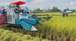 Gạo phát thải thấp tạo lợi thế cạnh tranh mới
