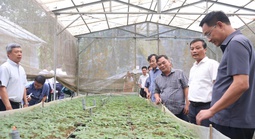 Bí thư Đà Nẵng kêu gọi đầu tư phát triển thương hiệu sâm Ngọc Linh