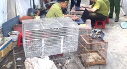 TPHCM: Tạm giữ 28 con chim nuôi nhốt không rõ nguồn gốc 