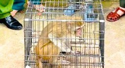 Khỉ hoang đi lạc vào khu dân cư, người dân bắt giao nộp công an
