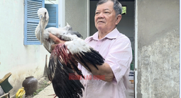 Vườn chim của lão nông 80 tuổi trước nguy cơ "xoá sổ", Chủ tịch tỉnh Vĩnh Long chỉ đạo "nóng"