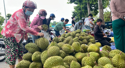 Sầu riêng lấy lại đà tăng giá