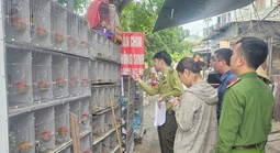 Tạm giữ gần 1.000 cá thể chim hoang dã tại 3 cửa hàng chim cảnh