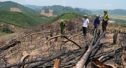 Phá rừng giữa vùng đệm Phong Nha - Kẻ Bàng