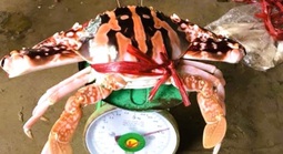 Ghẹ đỏ là hải sản gì mà có giá tới 1,7 triệu đồng/kg ở Sầm Sơn