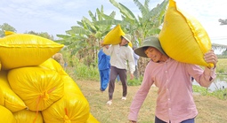 Lý do Việt Nam nhập khẩu lúa gạo đứng thứ 2 thế giới