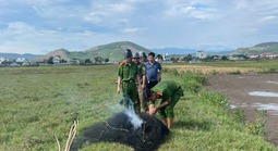 Lưới bẫy đánh bắt chim trời xuất hiện trên cánh đồng Quảng Trị