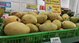 Xoài rẻ hiếm có, nhà máy mua trữ đến tháng 10