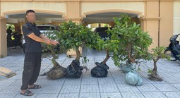 Đối tượng trộm 6 cây hoa mai dáng đẹp của người dân ra đầu thú