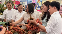 Saigon Co.op đưa 300 tấn vải Thanh Hà vào hệ thống phân phối toàn quốc