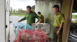 Hình ảnh nuôi nhốt, săn bắt động vật hoang dã trái phép ở Tây Ninh