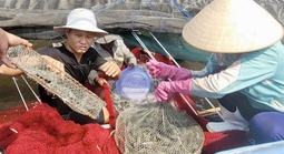 Mời bạn đọc tham gia Cuộc thi tìm hiểu ngành nghề nông thôn và bảo vệ môi trường nông thôn TPHCM