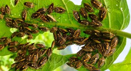6 người ở Thanh Hóa nhập viện nghi do ăn bọt xít