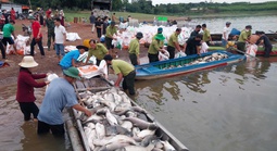 Hình ảnh hơn 200 tấn cá chết ở hồ Trị An