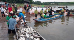 Hơn 200 tấn cá chết ở hồ Trị An: Vẫn đang tìm nguyên nhân, hỗ trợ di chuyển các lồng bè