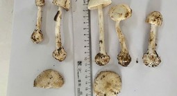 1 người tử vong, 5 người nhập viện cấp cứu sau khi ăn canh nấm rừng