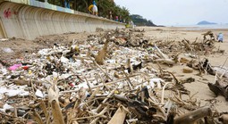 Bãi biển nổi tiếng ở Thanh Hóa ngập cành cây, trông như bãi chông