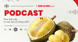Sầu riêng - "vua" trái cây: Vì sao ra nông nỗi?