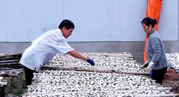 Giữ vị biển trong từng mẻ cá khô Long Hải