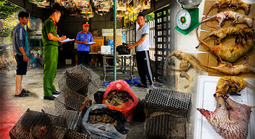 Thực nghiệm điều tra vụ vận chuyển vảy tê tê, động vật hoang dã trái phép tại Đà Nẵng