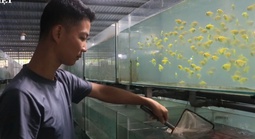 Từ thú chơi thành ngành xuất khẩu