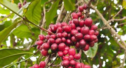 Giá cà phê hôm nay 10-6: Đồng loạt giảm, doanh nghiệp vẫn dè chừng