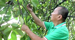 Giữ màu xanh ven sông Sài Gòn