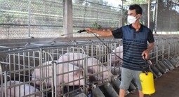 Lá chắn sinh học bảo vệ đàn heo trước dịch bệnh