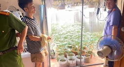 Phát hiện "vườn" cần sa được trồng một cách tinh vi, hiện đại trong phòng ngủ