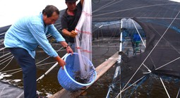 “Con tôm công nghệ” ở Long Điền 