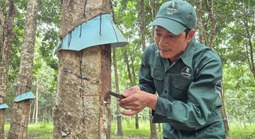Thu nhập cao từ nghề cao su
