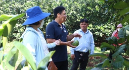 Cây bưởi da xanh ở Sông Xoài 