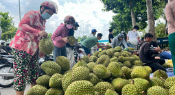 Siết chặt quản lý chất lượng sầu riêng
