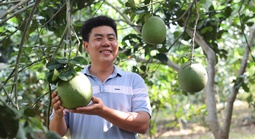 Gác giấc mơ giảng đường, đưa bưởi da xanh chinh phục thị trường quốc tế