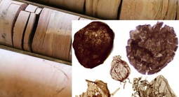 Đào mỏ, loạt sinh vật từ thế giới 1,7 tỉ năm trước lộ diện