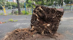Cây phượng bật gốc ngã trong công viên ở trung tâm TPHCM