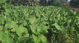 Vùng nông nghiệp xanh giữa cù lao Rùa