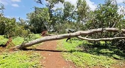Đang trú mưa tại chòi bạt, người đàn ông bị cây điều đổ đè tử vong